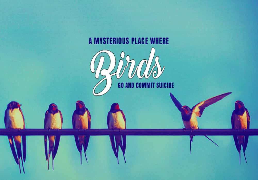 Bird Suicide Mystery places